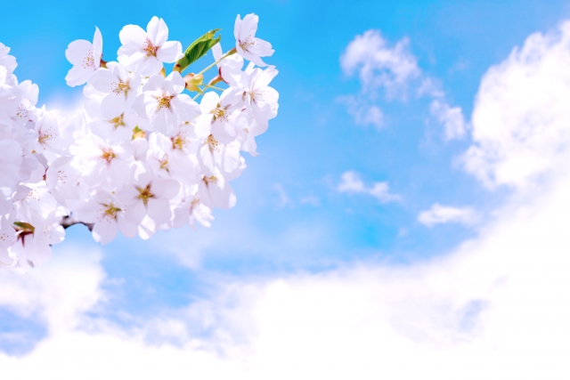 桜の華