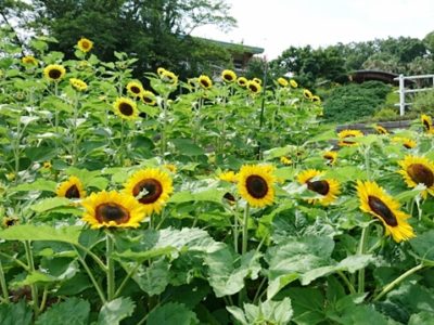 和歌山県緑化センターには四季折々で楽しめる花がたくさん咲いています。