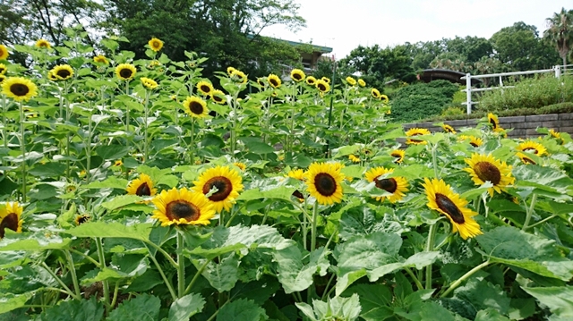 和歌山県緑化センターには四季折々で楽しめる花がたくさん咲いています。