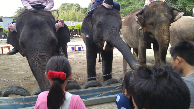 市原ぞうの国は本物の象さんに乗って楽しめます。