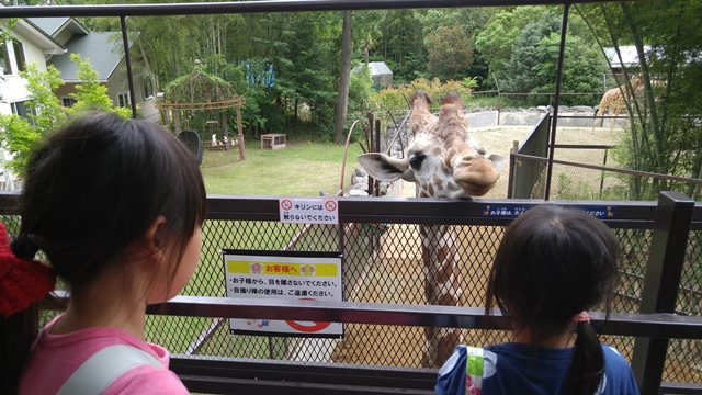 サユリワールドのキリンには直接触ってはいけません。かわいくて触りたくなりますが、危ないそうです。