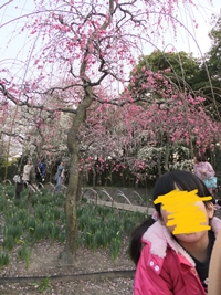 最初の頃は何故かしだれ桜を怖がっていた娘も最後は喜んで写真を撮っていました。