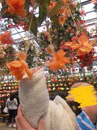なばなの里のベゴニアのハンギングに抱っこしていた10か月の長男も、思わず花に手を伸ばしていました。